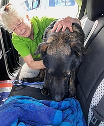 Linda Healy transporting a rescued senior German shepherd