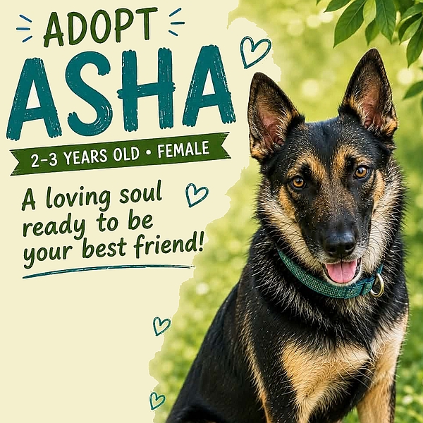 A Healy Pack rescued senior German shepherd dog