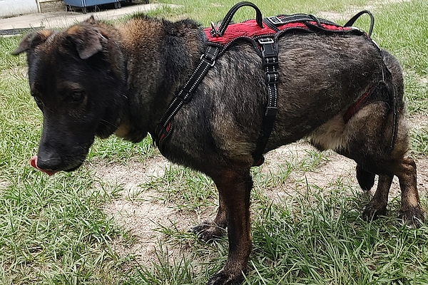 Brody, one of the resident rescued German shepherds at Healy Pack Sanctuary