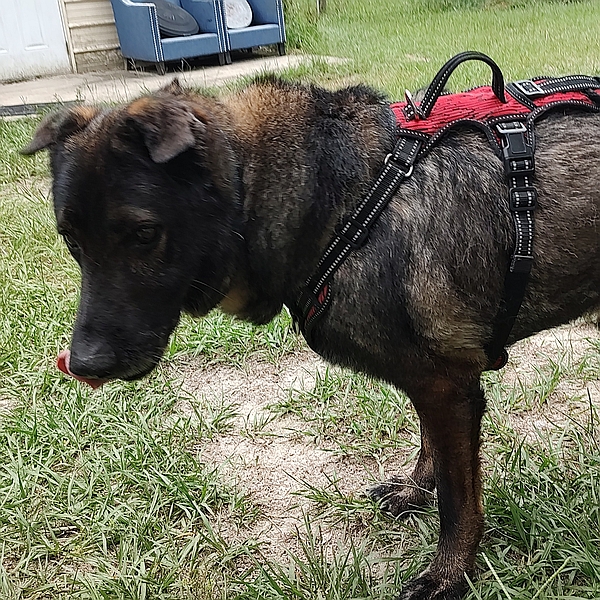 Brody, one of the resident rescued senior German shepherd dogs at Healy Pack Sanctuary available for sponsorship