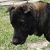Brody, one of the resident rescued senior German shepherds at Healy Pack Sanctuary