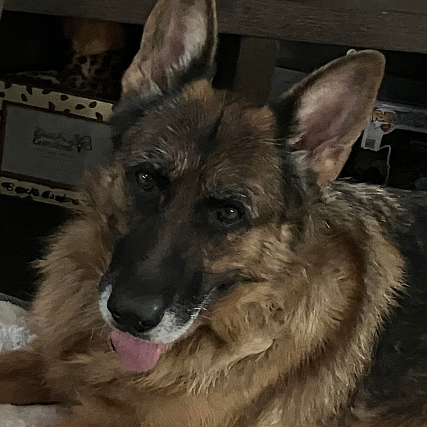 Callie, one of the resident rescued senior German shepherd dogs at Healy Pack Sanctuary available for sponsorship