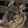 Callie, one of the resident rescued senior German shepherds at Healy Pack Sanctuary