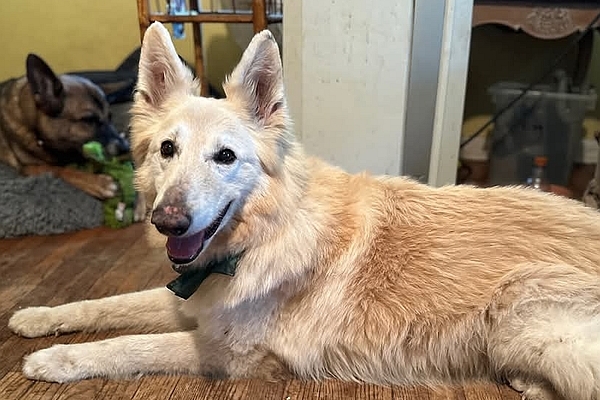 Chloe, one of the resident rescued German shepherds at Healy Pack Sanctuary