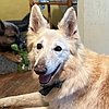 Chloe, one of the resident rescued senior German shepherds at Healy Pack Sanctuary
