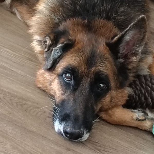 A Healy Pack rescued senior German shepherd dog