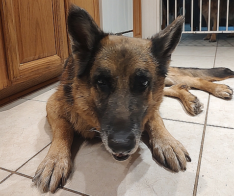 Echo, one of the resident rescued German shepherds at Healy Pack Sanctuary