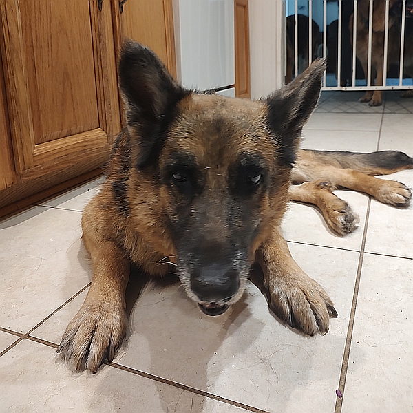 Echo, a Healy Pack rescued senior German Shepherd dog