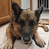 Echo, one of the resident rescued senior German shepherds at Healy Pack Sanctuary