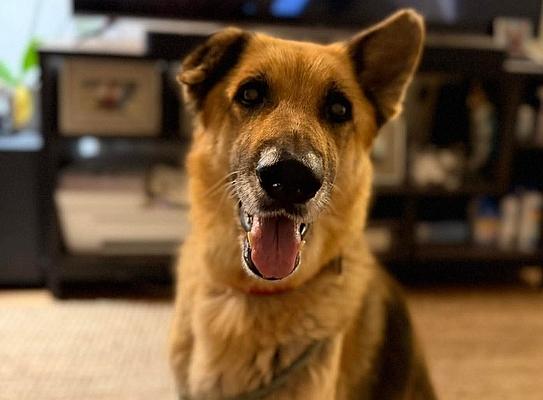Linda Miley, one of the rescued German shepherd dogs available for adoption at Healy Pack sanctuary