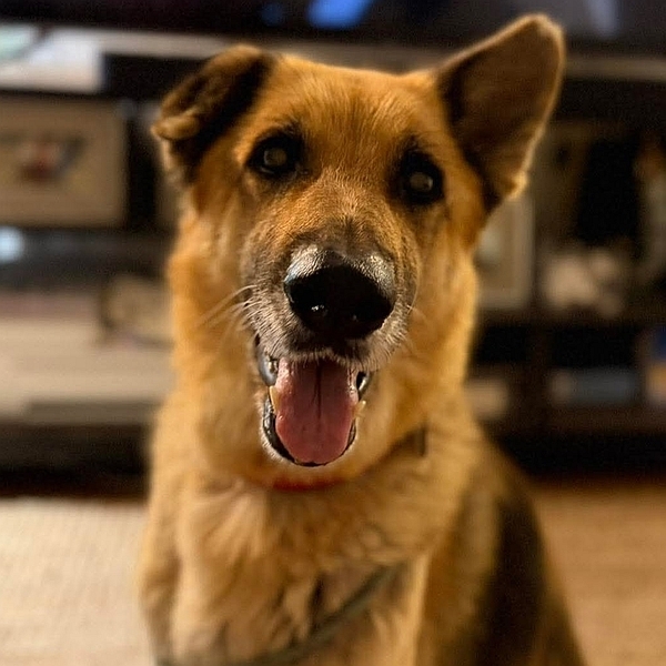 A Healy Pack rescued senior German shepherd dog