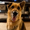 Linda Miley, a rescued German shepherd available to adopt from Healy Pack senior GSD sanctuary