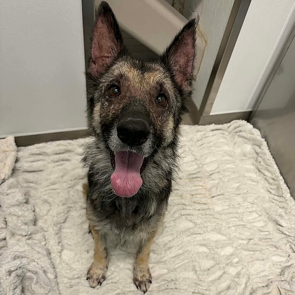 Lola, a Healy Pack rescued senior German Shepherd dog