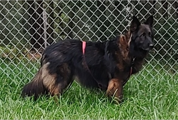 Mufasa, one of the rescued German shepherd dogs available for adoption at Healy Pack sanctuary