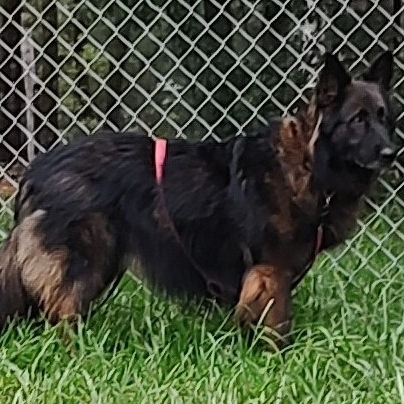A Healy Pack rescued senior German shepherd dog