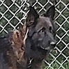 Mufasa, a rescued German shepherd available to adopt from Healy Pack senior GSD sanctuary