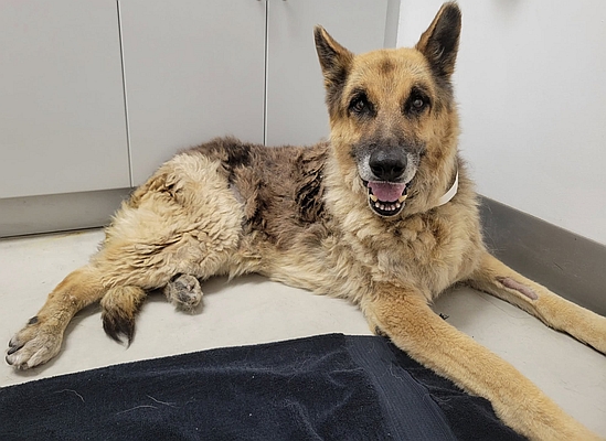 Nico, one of the resident rescued German shepherds at Healy Pack Sanctuary