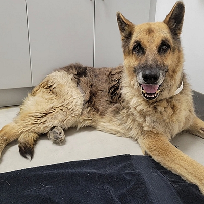 Nico, one of the resident rescued senior German shepherd dogs at Healy Pack Sanctuary available for sponsorship