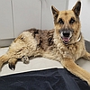 Nico, one of the resident rescued senior German shepherds at Healy Pack Sanctuary