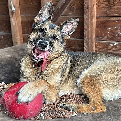 Nola Grace, one of the rescued German shepherd dogs available for adoption at Healy Pack sanctuary