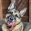 Nola Grace, a rescued German shepherd available to adopt from Healy Pack senior GSD sanctuary