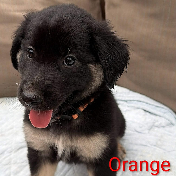 Orange, a Healy Pack rescued senior German Shepherd dog