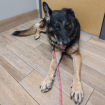 Penny, one of the rescued German shepherd dogs available for adoption at Healy Pack sanctuary
