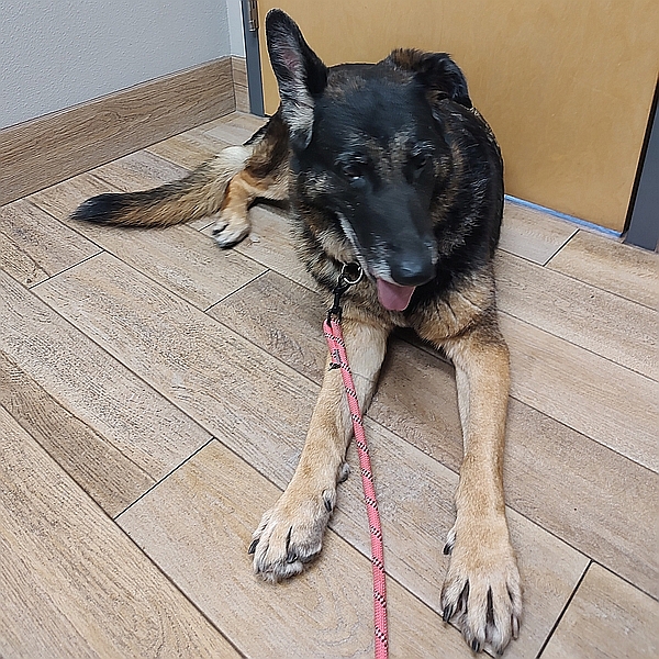 A Healy Pack rescued senior German shepherd dog