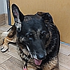 Penny, a rescued German shepherd available to adopt from Healy Pack senior GSD sanctuary