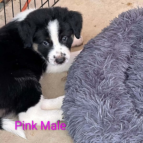 Pink, a Healy Pack rescued senior German Shepherd dog