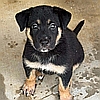 Oakley, a rescued German shepherd available to adopt from Healy Pack senior GSD sanctuary