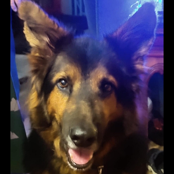 A Healy Pack rescued senior German shepherd dog
