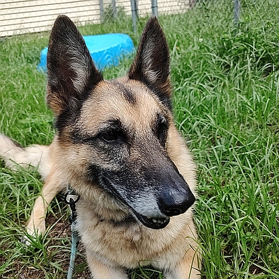Shadow, one of the resident rescued German shepherds at Healy Pack Sanctuary