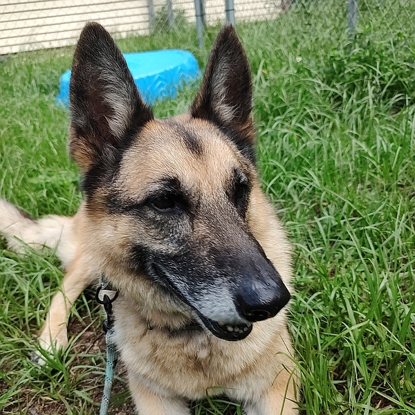 Shadow, one of the resident rescued senior German shepherd dogs at Healy Pack Sanctuary available for sponsorship