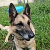 Shadow, one of the resident rescued senior German shepherds at Healy Pack Sanctuary