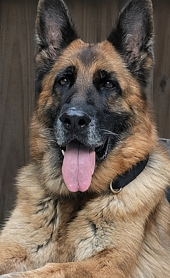 Stella, one of the rescued German shepherd dogs available for adoption at Healy Pack sanctuary