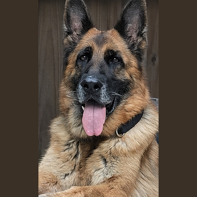 A Healy Pack rescued senior German shepherd dog