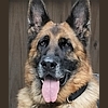 Stella, a rescued German shepherd available to adopt from Healy Pack senior GSD sanctuary