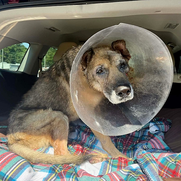 Tony, one of the resident rescued German shepherds at Healy Pack Sanctuary