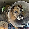 Tony, one of the resident rescued senior German shepherds at Healy Pack Sanctuary