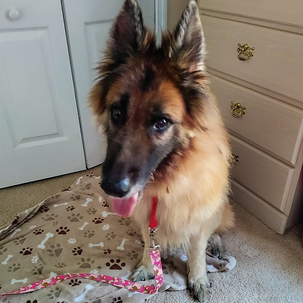 Ziva, one of the rescued German shepherd dogs available for adoption at Healy Pack sanctuary