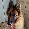 Ziva, a rescued German shepherd available to adopt from Healy Pack senior GSD sanctuary