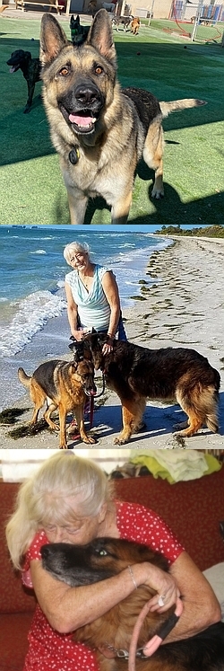 Senior German shepherd dogs rescued by Healy Pack Sanctuary