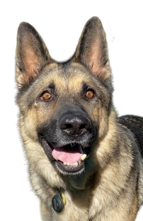 One of Healy Pack's rescued senior German Shepherds