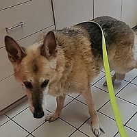 Jake and Emma, Healy Pack Sanctuary dogs that have passed on