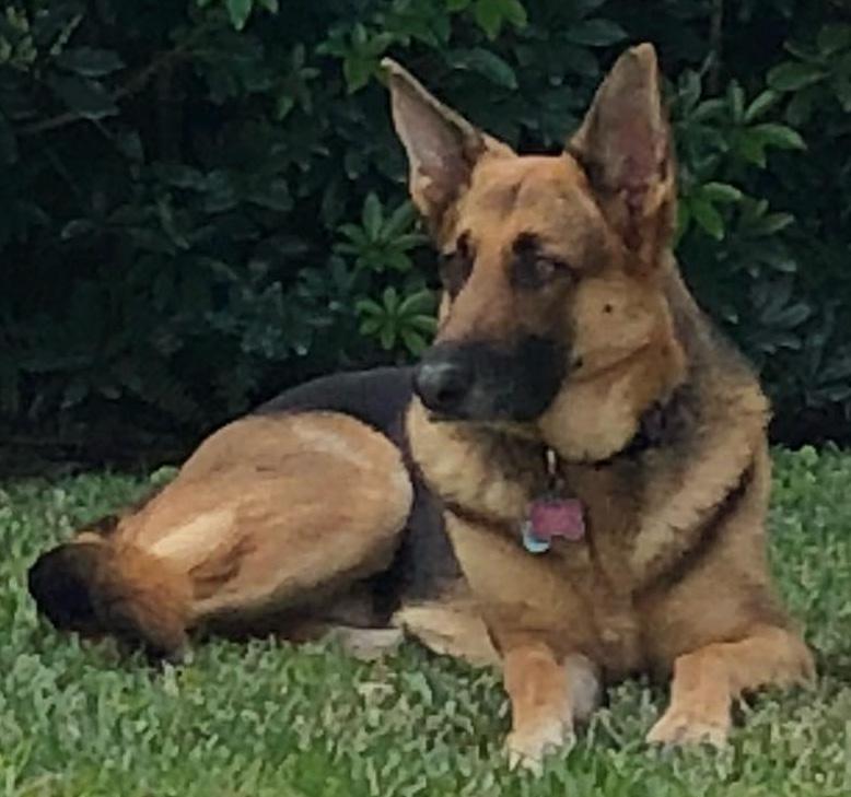Photo of a Healy Pack dog that has passed on