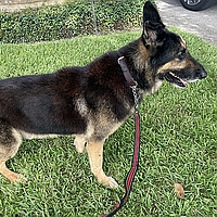 Jake and Emma, Healy Pack Sanctuary dogs that have passed on
