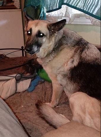 Image of a happily rescued, fostered, or adopted Healy Pack German shepherd