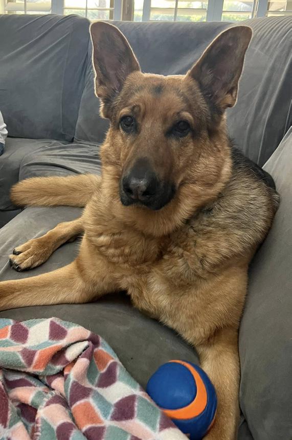 Image of a happily rescued, fostered, or adopted Healy Pack German shepherd