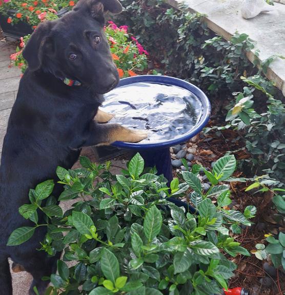 Image of a happily rescued, fostered, or adopted Healy Pack German shepherd